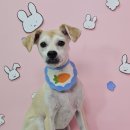 미스터독 이미지