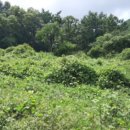 불은면-5 이미지