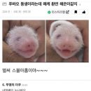 하이바오
