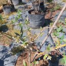 피트모스 보충 이미지