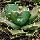 백경 이미지