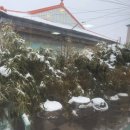 측백장어 이미지