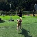 댕댕별숲 애견독채펜션 이미지