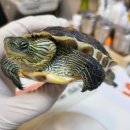 하안동물병원 이미지