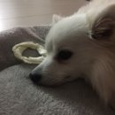 소중한 개 이미지