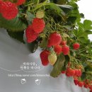 피터펜 농장