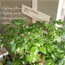 해피트리 이미지