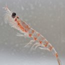 크릴오일(Krill Oil) 이미지