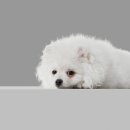 아이안 동물의료센터 이미지