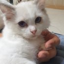 엘름트리 캐터리 이미지