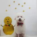 설 grooming 이미지