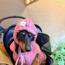 정희애견 | [부산/해운대] 해운대퓨전한식밥집 해리단길애견동반식당맛집정희 해리단길점 내돈내산 솔직후기