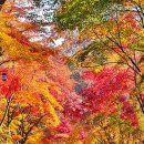 오후엔소풍