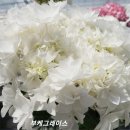 흰색꽃 수국 이미지