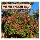 부산 3박4일 뚜벅이 여행 2일차 비킹후스 동백섬 해운대 빛축제 스카이캡슐 블루라인파크 고등어연구소
