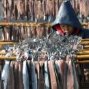 구룡포 과메기 이미지