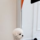 아름답개 이미지