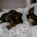 양평가축병원 이미지