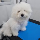 뽀독(BBODOG) 이미지