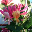 꽃피는집 이미지