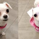 펫토피아(PETOPIA) 이미지