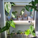 플랜테리어 홈가드닝 이미지