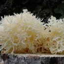 백아산 꽃송이 버섯 이미지