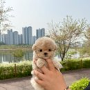 이정훈 강아지 이미지