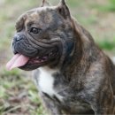 대한켄넬 이미지