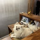 락타이 이미지