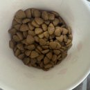 마이펫푸드 | 대용량 고양이 사료 뚱냥이 탈출 돕는 고단백 마이펫닥터 사료 후기 공유