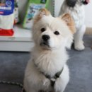 올바르개 이미지