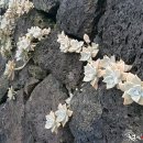 칠십리로 이미지