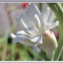 꽃향기민박 이미지