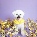 노랑퍼피 이미지