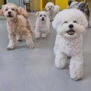 옐레드 애견유치원&애견호텔 부산용호점 | 옐레드 애견유치원&amp;애견호텔 부산용호점, 부산 남구 반려견 유치원으로 찰떡!