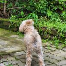 빨간기와집 이미지