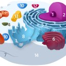 Re:Re:Efferocytosis at the Interface of Homeostasis and Pathology 이미지