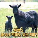 홈쇼핑에서 인기 폭발! 흑염소 진액, 효능,섭취 주의사항 알아보고 안심하고 먹자! 이미지