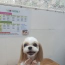 이쁘개 귀엽개 이미지