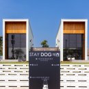 DOG채 애견스테이 네이버블로그