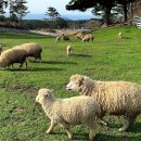 정수목장 이미지