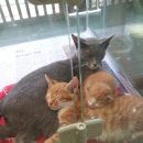 하군이네 동물병원 이미지