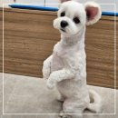 달콤하개 이미지