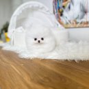 화이트켄넬(white-kennel) 이미지