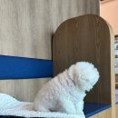 아우어펫 이미지