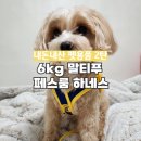 노노펫 | 내돈내산 펫용품 6kg 말티푸 봉구의 페스룸 하네스(컴포트세트 2.0) L사이즈 후기