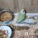 논산시 동물보호센터 이미지