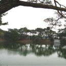 소나무 풍경 이미지