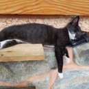 여름을 그리다 이미지